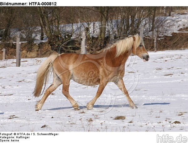 trabender Haflinger / trotting haflinger horse / HTFA-000812