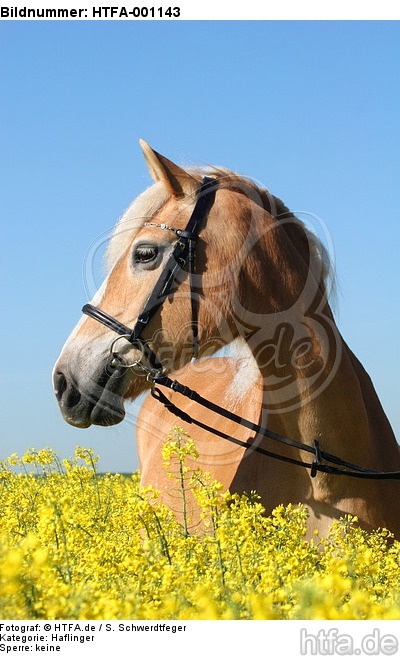 Haflinger Portrait / haflinger horse portrait / HTFA-001143