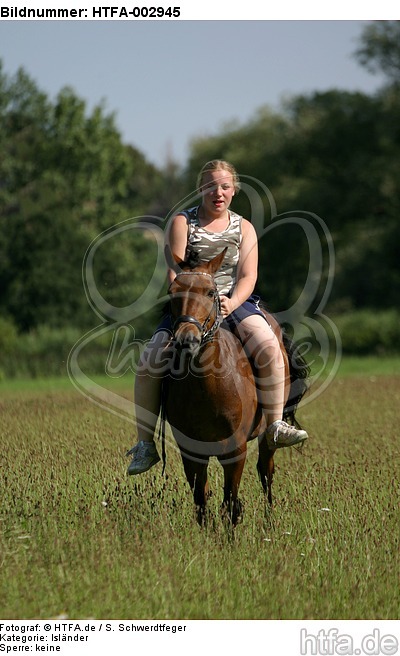 Isländer / icelandic horse / HTFA-002945