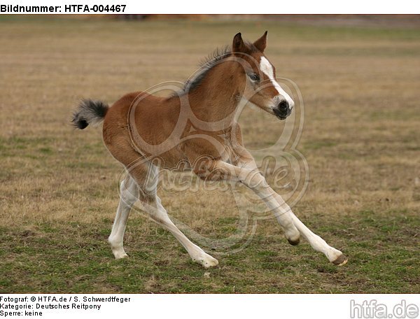 Deutsches Reitpony / pony / HTFA-004467