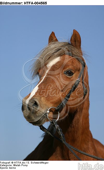 Welsh Pony / HTFA-004565
