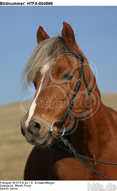 Welsh Pony / HTFA-004566