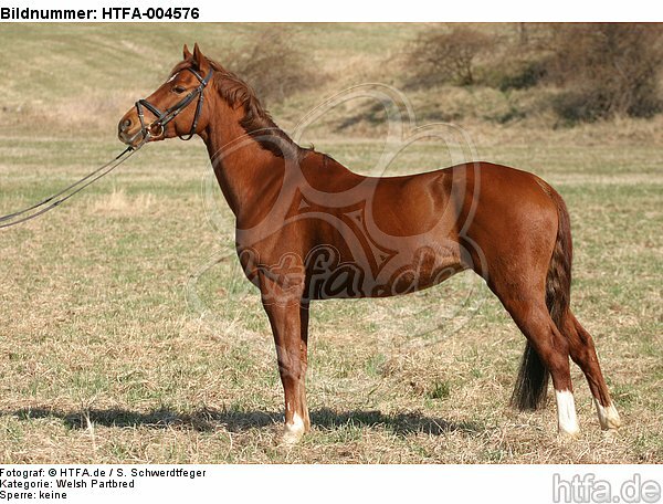 Welsh Partbred / HTFA-004576