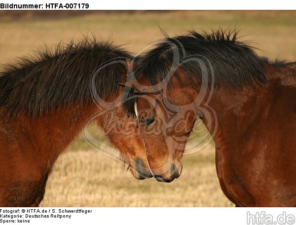 Deutsche Reitponies / ponies / HTFA-007179