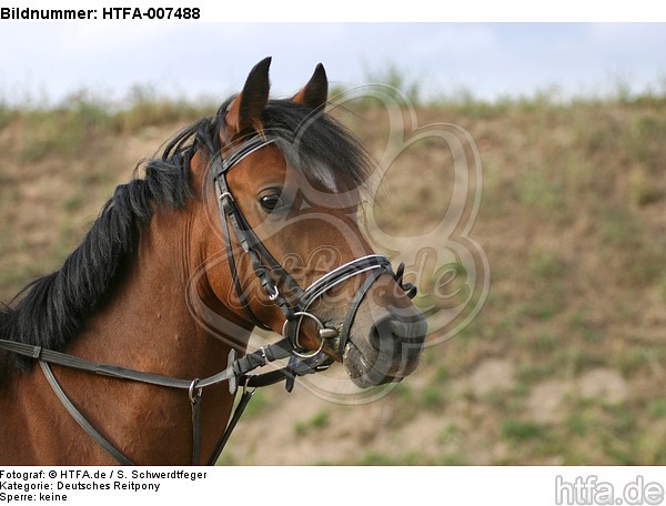 Deutsches Reitpony / pony / HTFA-007488