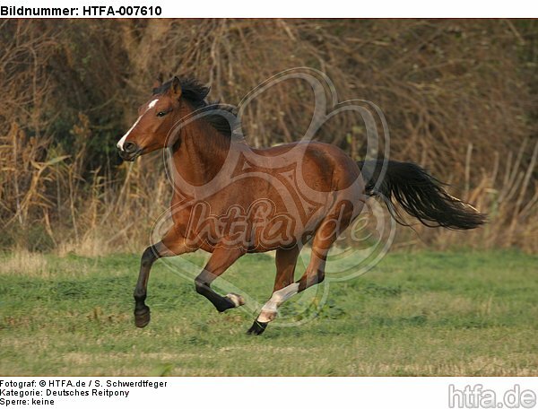 Deutsches Reitpony / pony / HTFA-007610