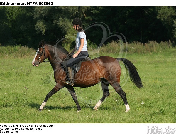 Frau reitet Deutsches Reitpony / woman rides pony / HTFA-008963