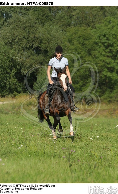 Frau reitet Deutsches Reitpony / woman rides pony / HTFA-008976