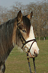 Deutsches Reitpony Portrait / pony portrait