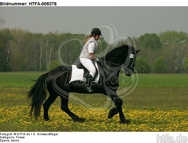 Friese / frisian horse / HTFA-005378
