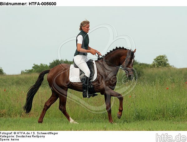 Deutscher Reitpony Hengst / pony stallion / HTFA-005600