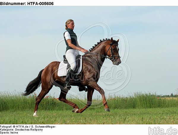 Deutscher Reitpony Hengst / pony stallion / HTFA-005606