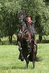 Frau reitet Friese / woman rides friesian horse