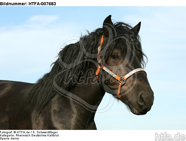 Rheinisch Deutscher Kaltblut Hengst / coldblood stallion / HTFA-007683