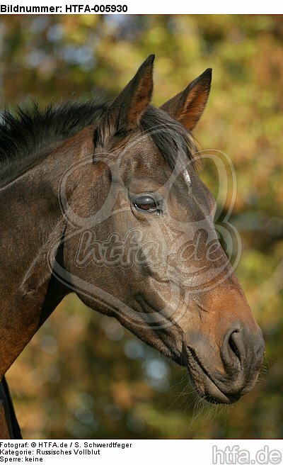 Russisches Vollblut / russian thoroughbred / HTFA-005930