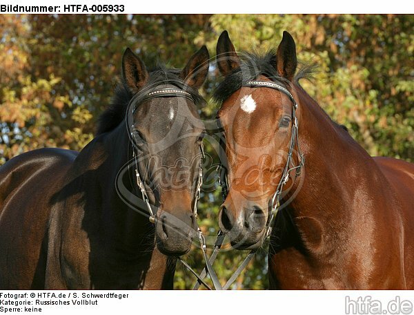 Russisches Vollblut und Holsteiner / russian thoroughbred and holsteiner horse / HTFA-005933