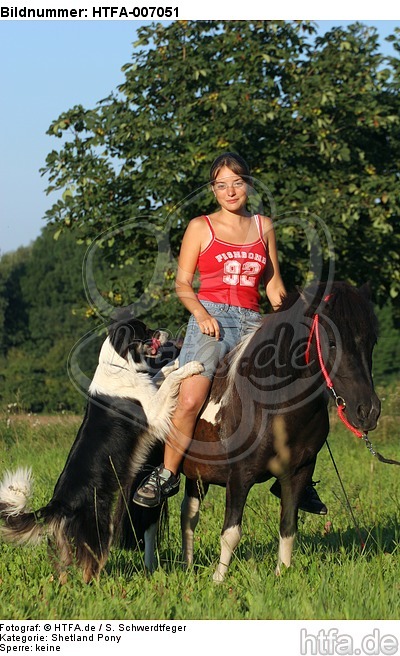 Shetland Pony und Border Collie / Shetland Pony and Border Collie / HTFA-007051