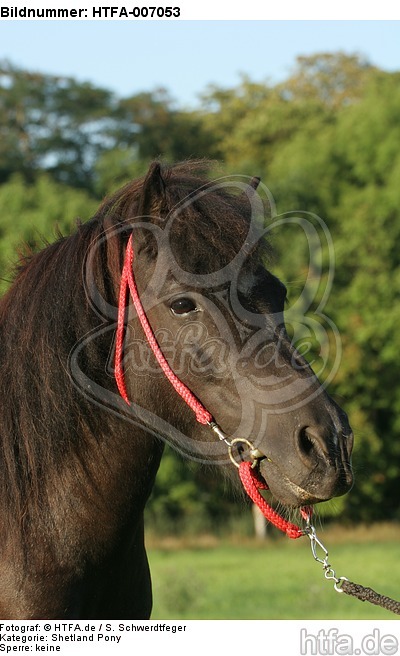 Shetland Pony / HTFA-007053