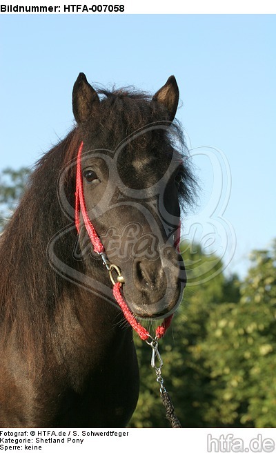 Shetland Pony / HTFA-007058