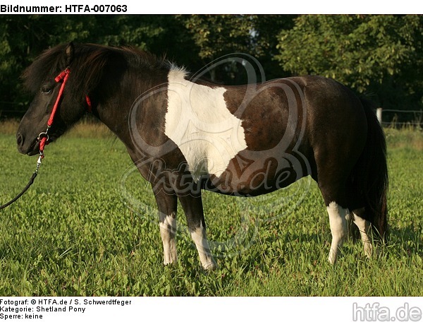 Shetland Pony / HTFA-007063