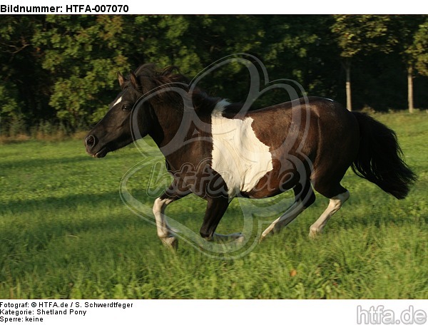 Shetland Pony / HTFA-007070