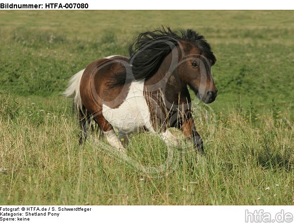Shetland Pony / HTFA-007080