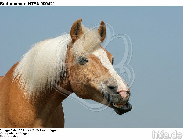 gähnender Haflinger / yawning haflinger horse / HTFA-000421