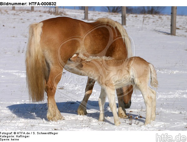 Haflinger / haflinger horses / HTFA-000832