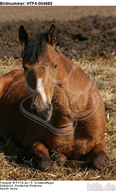 Deutsches Reitpony / pony / HTFA-004682