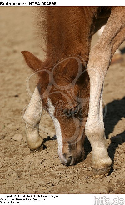 Deutsches Reitpony / pony / HTFA-004695