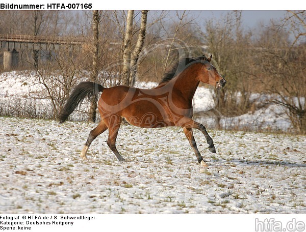 Deutsches Reitpony / pony / HTFA-007165