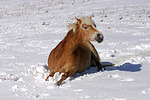 liegender Haflinger / lying haflinger horse