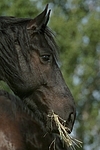 fressender Friese / eating friesian horse