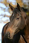 Russisches Vollblut / russian thoroughbred
