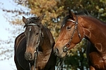 Russisches Vollblut und Holsteiner / russian thoroughbred and holsteiner horse