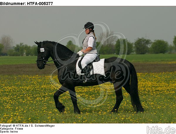 Friese / frisian horse / HTFA-005377