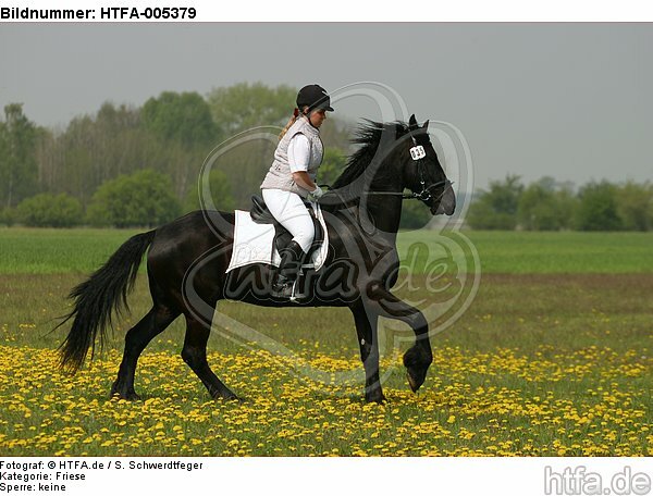 Friese / frisian horse / HTFA-005379