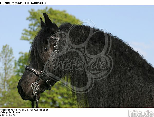 Friese / frisian horse / HTFA-005387