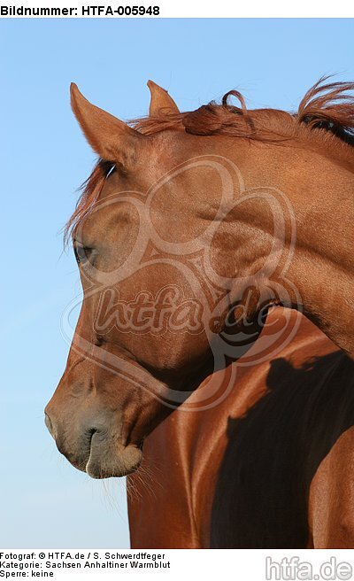 Sachsen Anhaltiner Warmblut / horse / HTFA-005948