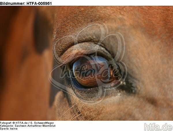 Sachsen Anhaltiner Warmblut Auge / horse eye / HTFA-005951