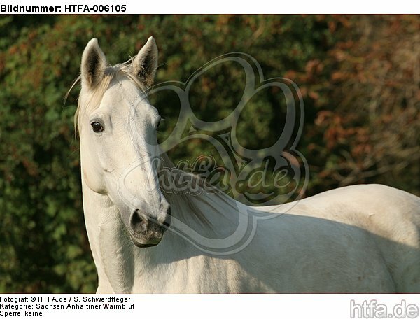 Sachsen Anhaltiner Warmblut / horse / HTFA-006105
