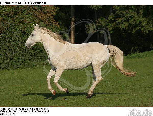 Sachsen Anhaltiner Warmblut / horse / HTFA-006118