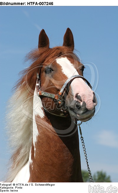 Pinto Hengst / pinto stallion / HTFA-007246