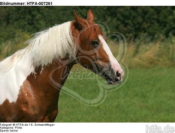 Pinto Hengst / pinto stallion / HTFA-007261