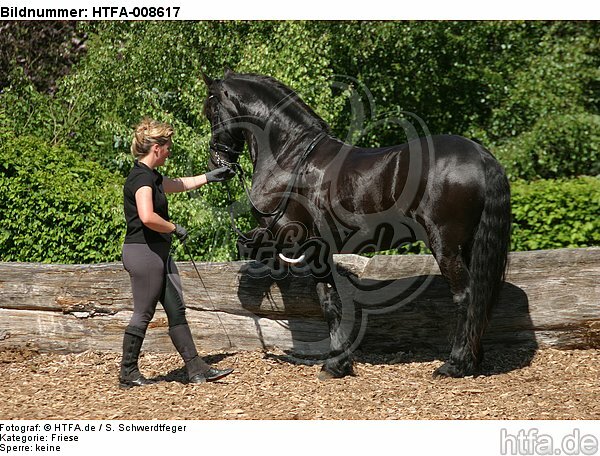 Frau trainiert Friese / woman trains friesian horse / HTFA-008617