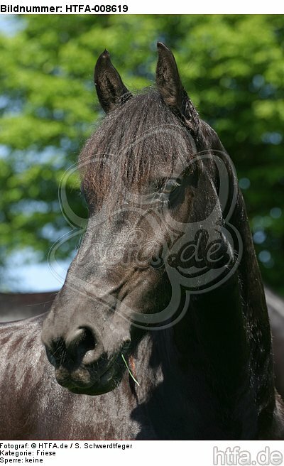 Friese Portrait / friesian horse portrait / HTFA-008619