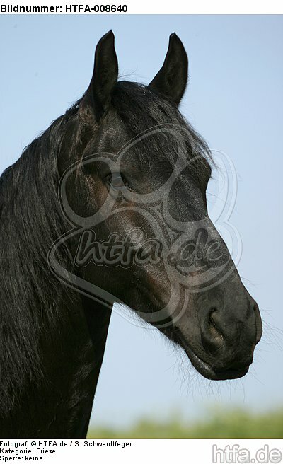Friese Portrait / friesian horse portrait / HTFA-008640