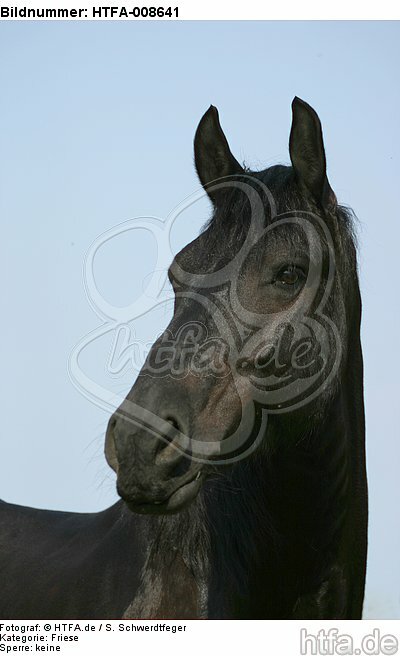 Friese Portrait / friesian horse portrait / HTFA-008641