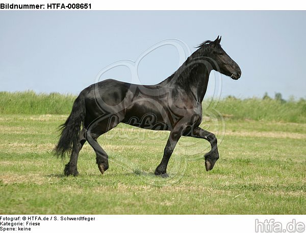 trabender Friese / trotting friesian horse / HTFA-008651