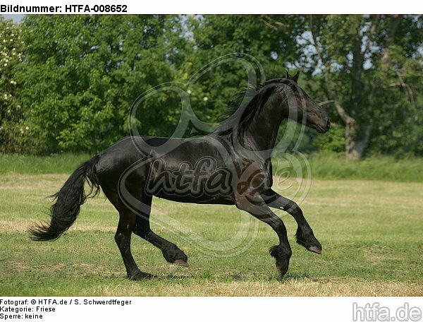 galoppierender Friese / galloping friesian horse / HTFA-008652